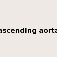 ascending aorta是什么意思