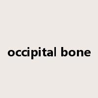 occipital bone是什么意思