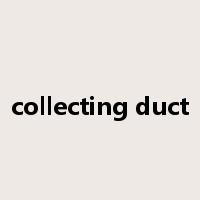 collecting duct是什么意思