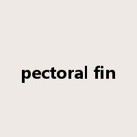 pectoral fin是什么意思