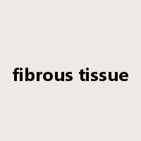 fibrous tissue是什么意思