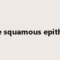 simple squamous epithelium是什么意思