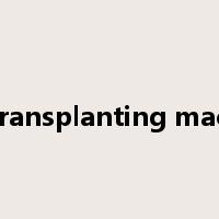 rice transplanting machine是什么意思