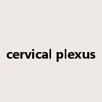 cervical plexus是什么意思