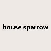 house sparrow是什么意思