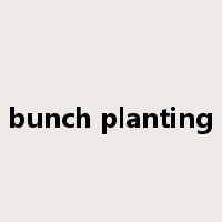 bunch planting是什么意思