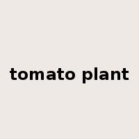 tomato plant是什么意思