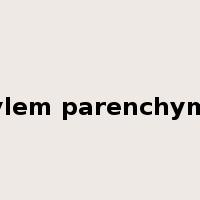 xylem parenchyma是什么意思