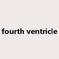 fourth ventricle是什么意思