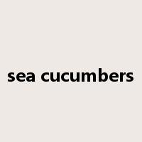 sea cucumbers是什么意思