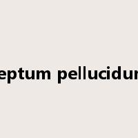 septum pellucidum是什么意思
