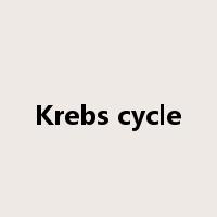 Krebs cycle是什么意思