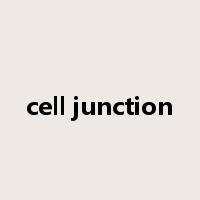 cell junction是什么意思