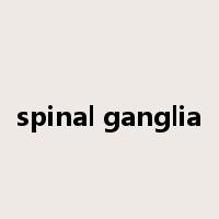 spinal ganglia是什么意思