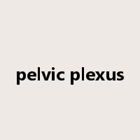 pelvic plexus是什么意思