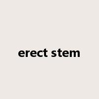 erect stem是什么意思
