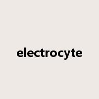 electrocyte是什么意思