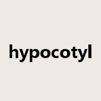 hypocotyl是什么意思