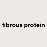 fibrous protein是什么意思