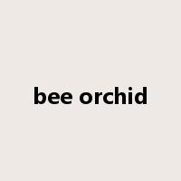 bee orchid是什么意思
