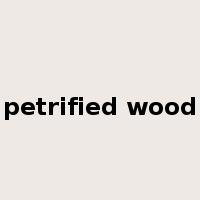 petrified wood是什么意思