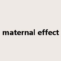 maternal effect是什么意思
