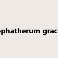Lophatherum gracile是什么意思