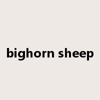 bighorn sheep是什么意思