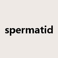 spermatid是什么意思