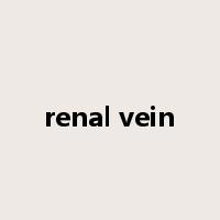 renal vein是什么意思