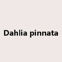 Dahlia pinnata是什么意思