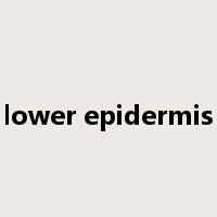 lower epidermis是什么意思