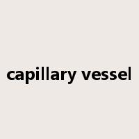 capillary vessel是什么意思