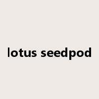 lotus seedpod是什么意思