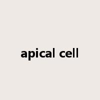 apical cell是什么意思
