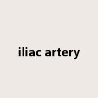 iliac artery是什么意思