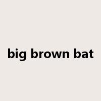 big brown bat是什么意思