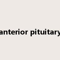 anterior pituitary是什么意思