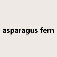 asparagus fern是什么意思