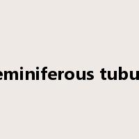 seminiferous tubule是什么意思