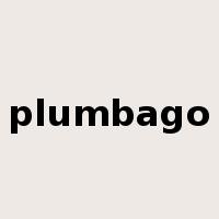 plumbago是什么意思