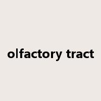 olfactory tract是什么意思