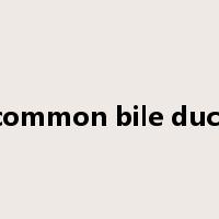 common bile duct是什么意思