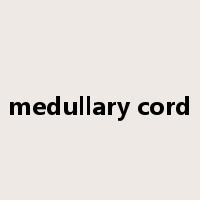 medullary cord是什么意思