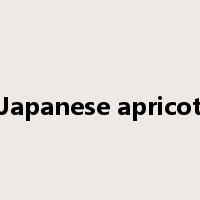 Japanese apricot是什么意思