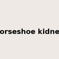 horseshoe kidney是什么意思