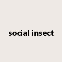 social insect是什么意思