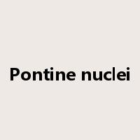 Pontine nuclei是什么意思
