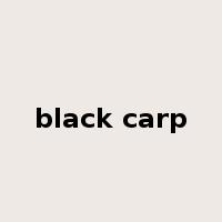 black carp是什么意思