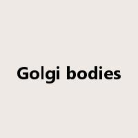 Golgi bodies是什么意思